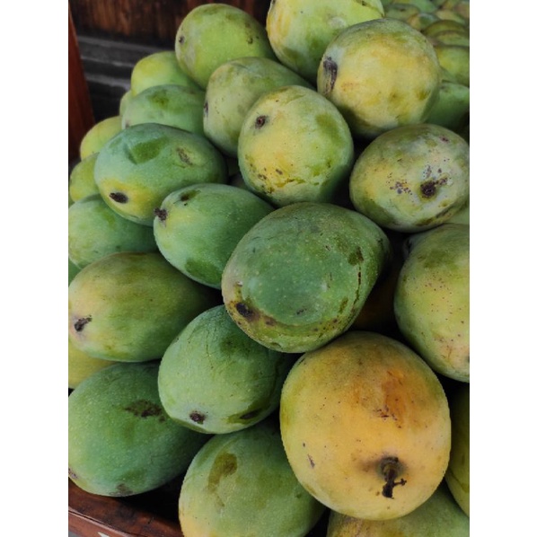 

Mangga Harum Manis Super