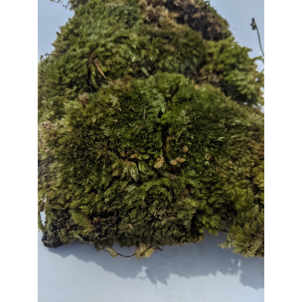 Lumut Forest Moss Volume 1kg