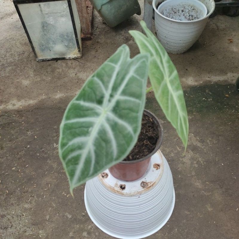 alocasia longiloba