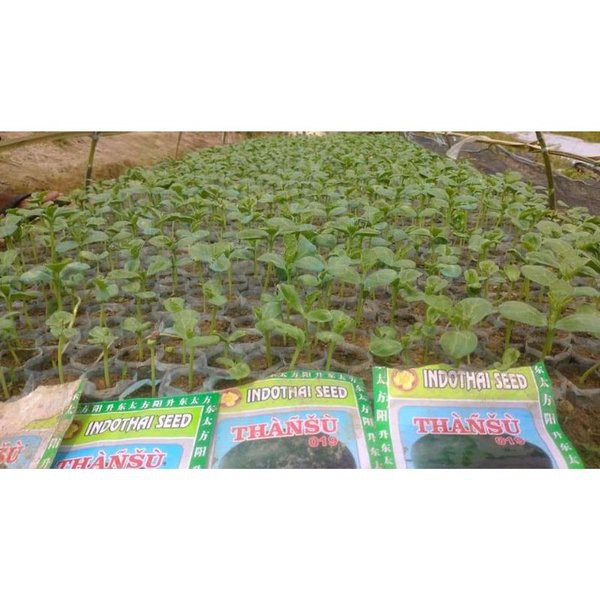 Benih Semangka Thansu