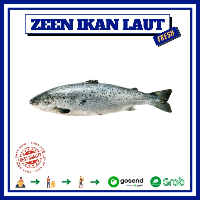 

IKAN SALMON LOKAL | IKAN LAUT PREMIUM SEGAR MURAH