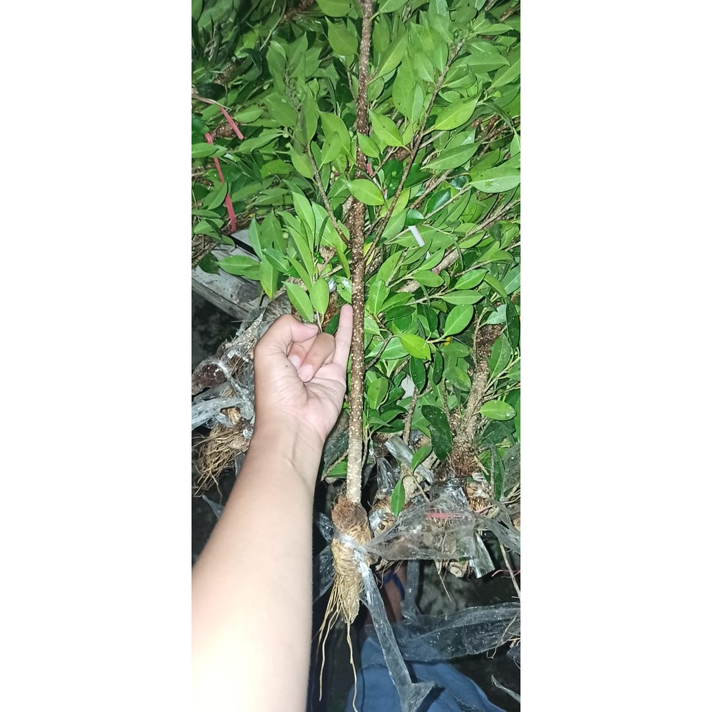 Cangkok kimeng besar jari kelingking full pucuk/cangkok kimeng murah