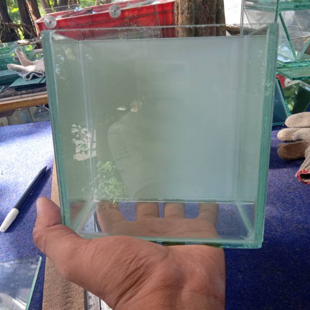 Soliter cupang soliter selfi cermin putih soliter cupang soliter ikan cupang daun ketapang