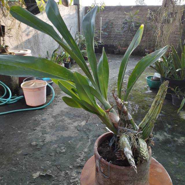 Anggrek Grammatophyllum Scriptum Sulawesi