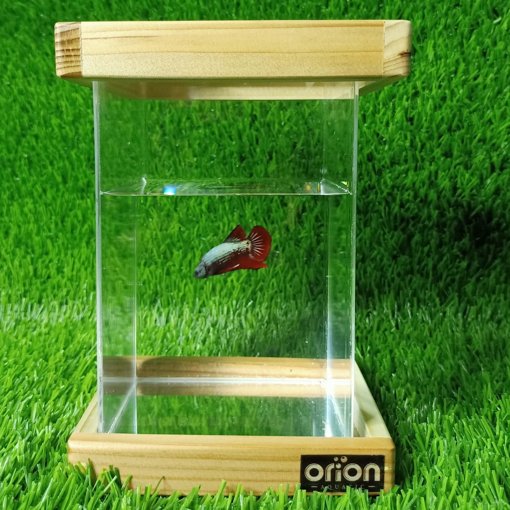 [TERMURAH] Soliter Akrilik Iron (single) - SOLITER - SOLITER AKRILIK - SOLITER IKAN CUPANG