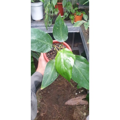 philodendron white princess