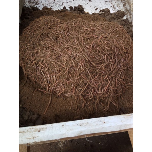 Cacing Susu/Fosfor 1kg