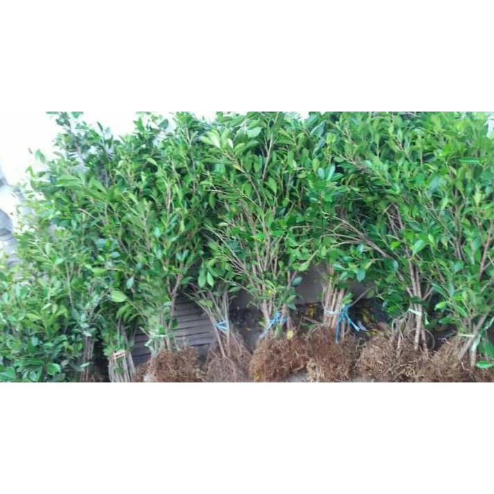 cangkok Bibit Bonsai Beringin Kimeng Murah UKURAN KELINGKING /biji