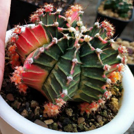 STARFIRE / MIHA VARIEGATA / MILO STARFIRE IDUKAN/ GYMNOCALYCIUM / GYMNO / ASTRO / ASTROPHYTUM / LB H