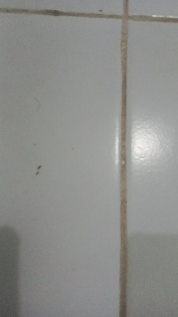 Isi 5 Gram Bibit Cabe Rawit Canon | Benih Cabe Rawit | Bibit Cabe | Bibit Unggul