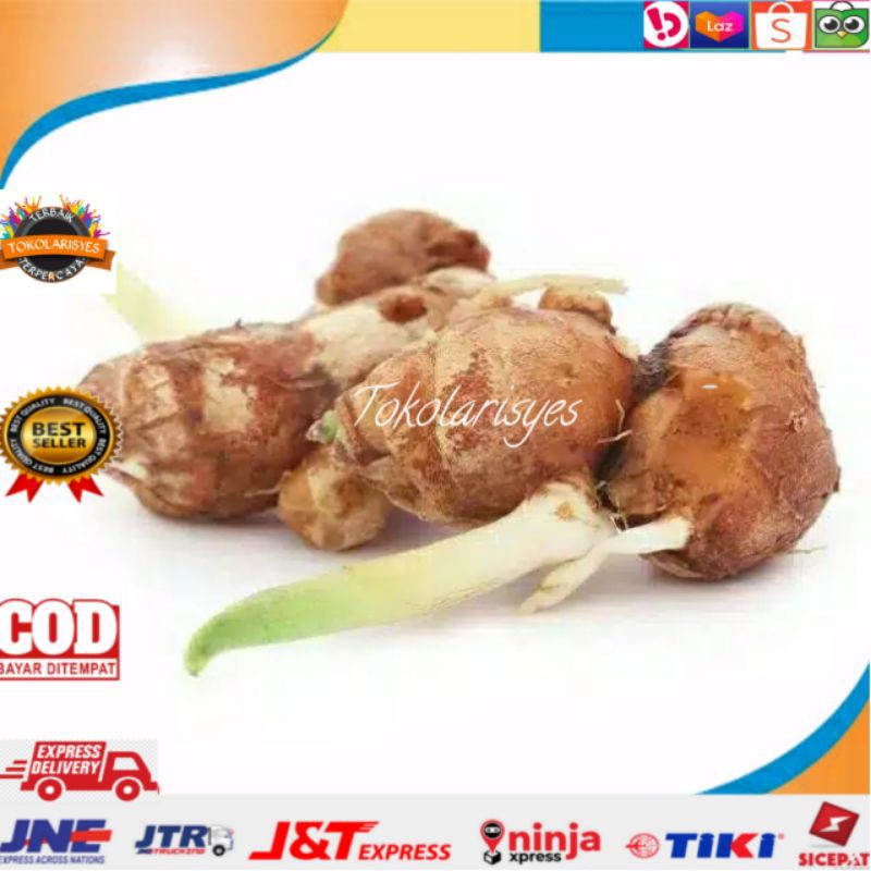 

Kencur Srgar 200gr murah