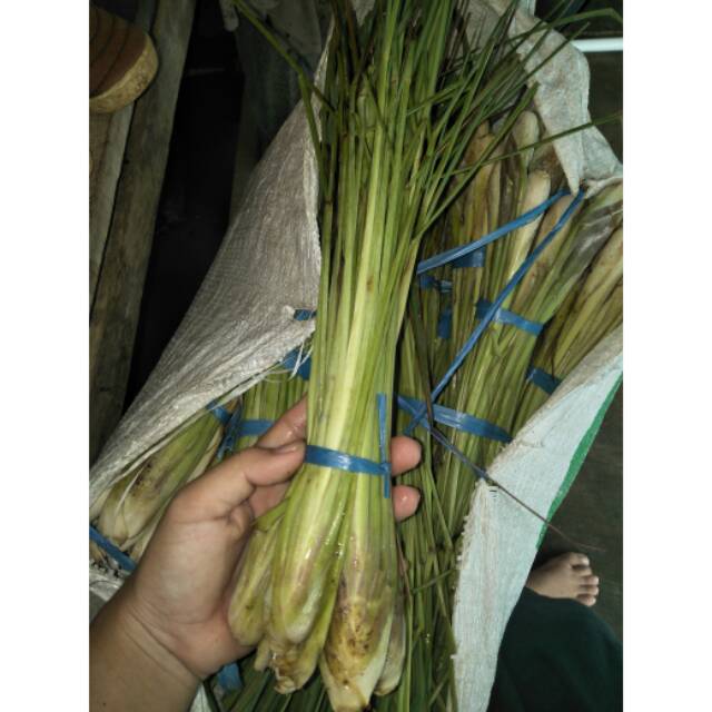 

Jual serai langsung dari kebun 1 ikat serai