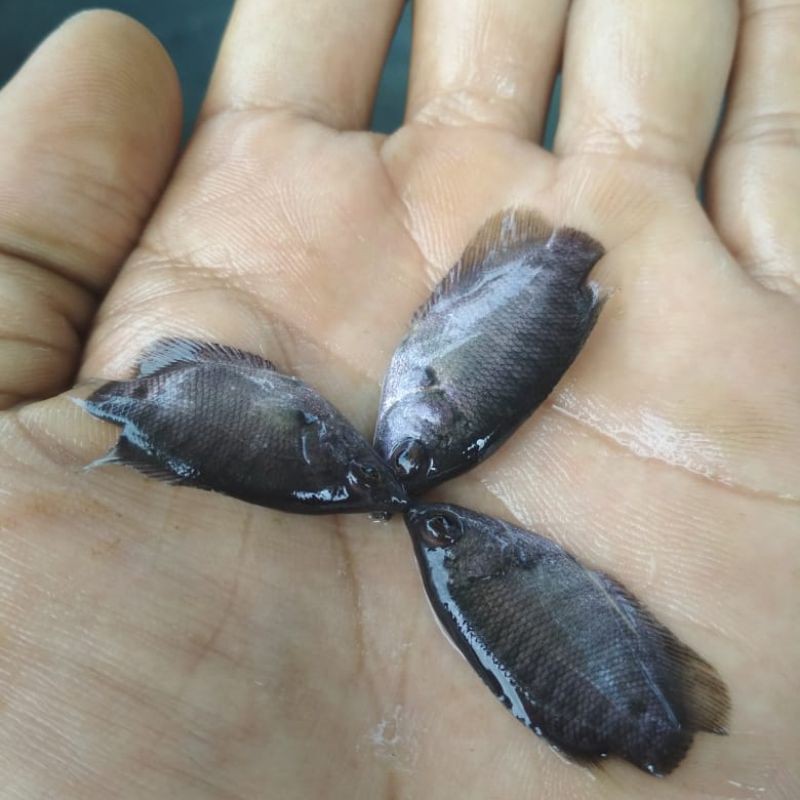 bibit gurame soang size jempol