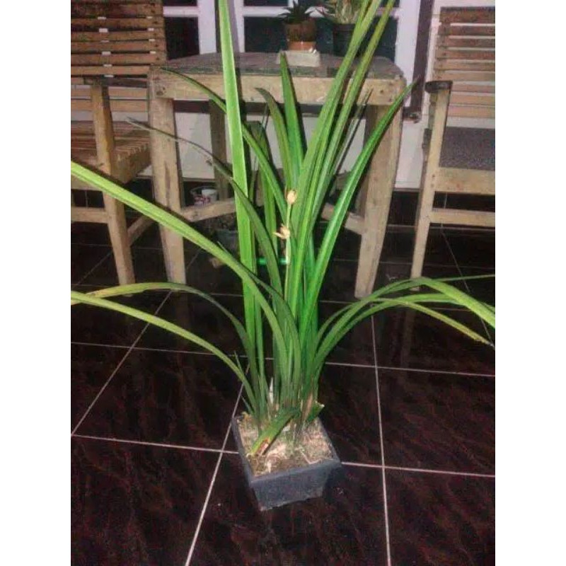 anggrek cymbidium ( pink totol )