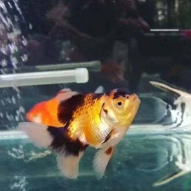 Ikan maskoki oranda rosetail 3color