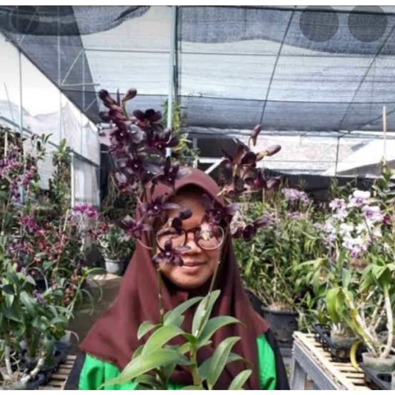 dendrobium jonea /aud dewasa (anggrek hitam)