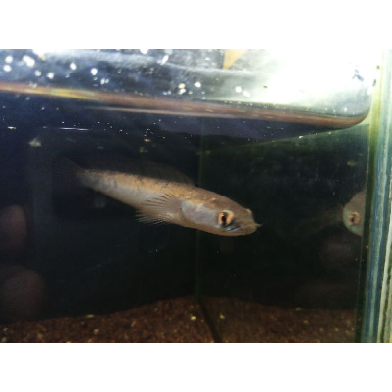 Chana Red Sampit size 10-11cm (GARANSI SAMPIT SEUMUR HIDUP)