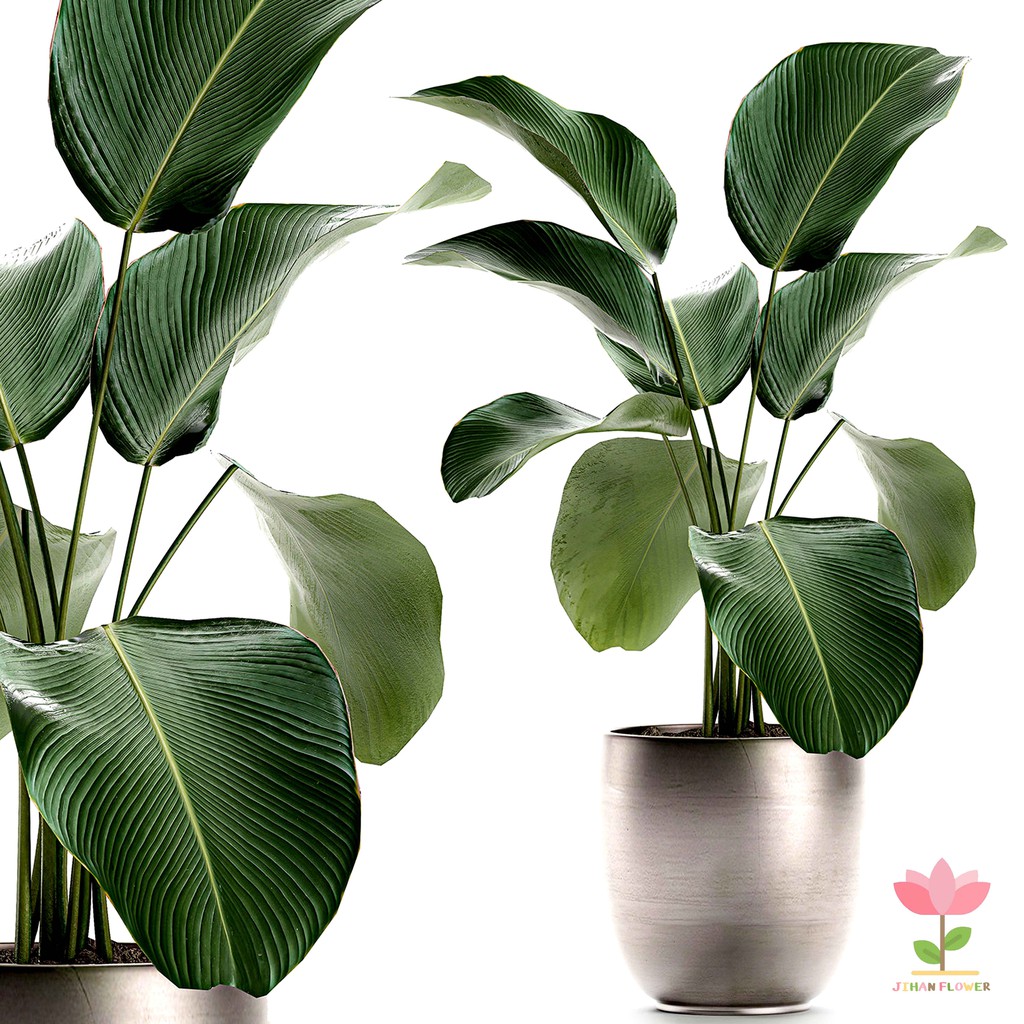 TANAMAN HIAS CALATHEA LUTEA | CALATHEA PISANG KIPAS