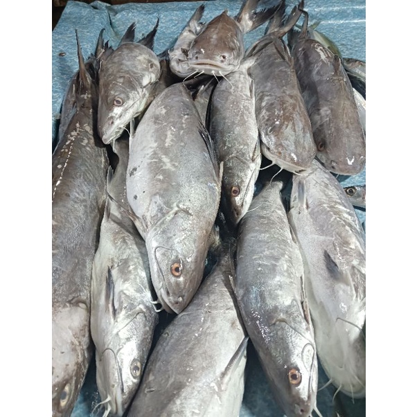 

Ikan Mayung Fresh || 1 kg