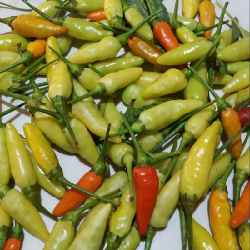 

cabe rawit hijau/cabe lalap/cabe ndeso/cabe kuning