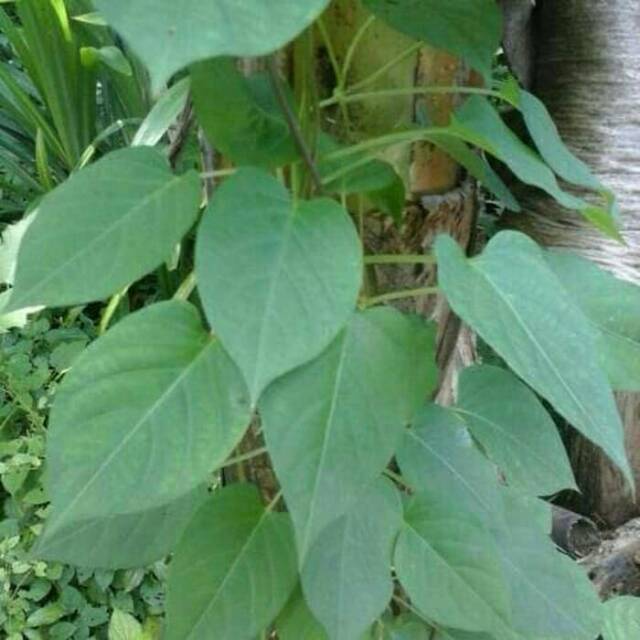 

Daun kentut / daun kahitutan / simbukan