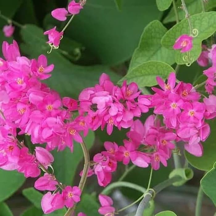 tanaman air mata pengantin, pohon air mata pengantin