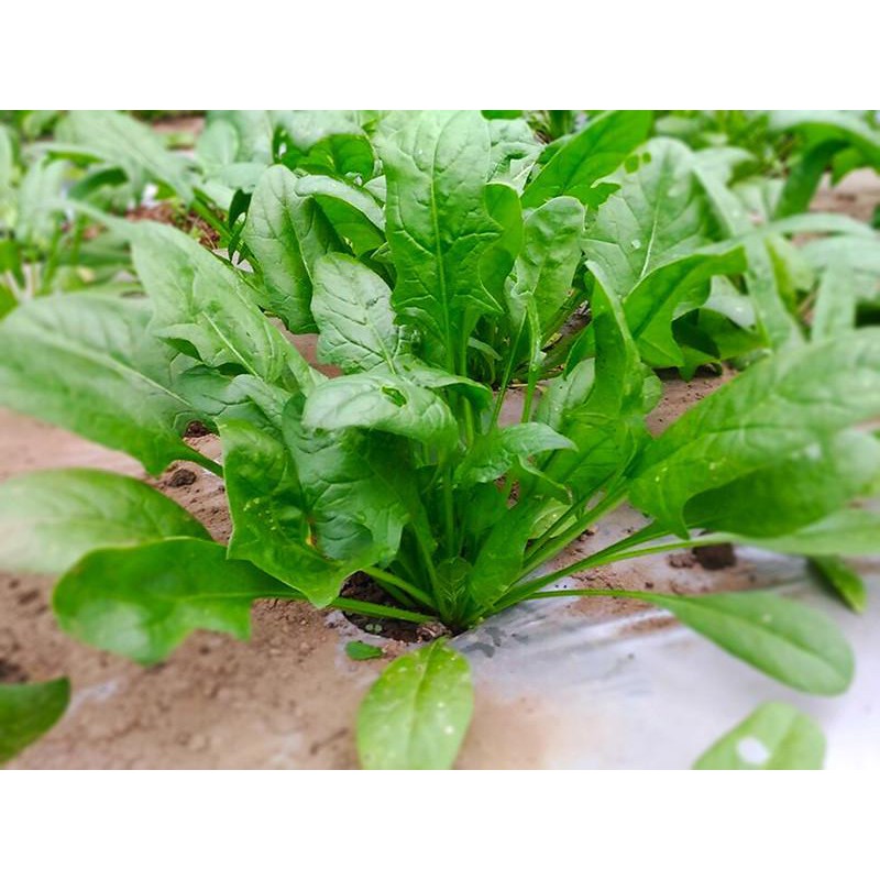 Biji Benih Bibit Tanaman Sayuran Bayam Jepang Repack Super Altire Takii Seed Bisa Untuk Hidroponik dan Konvensional-3