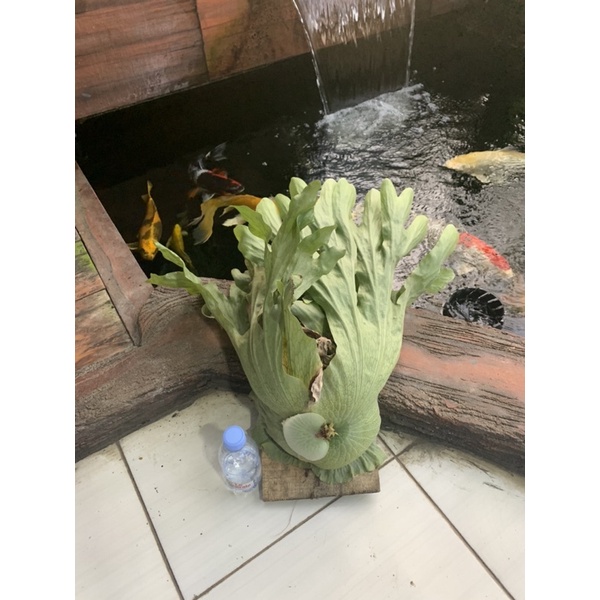 platycerium wandae atau simbar menjangan wandae spesies asli papua kondisi rawatan bukan cabutan