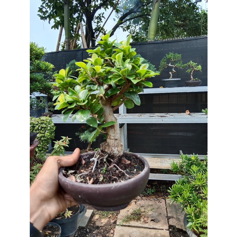 Bonsai Ficus Compacta