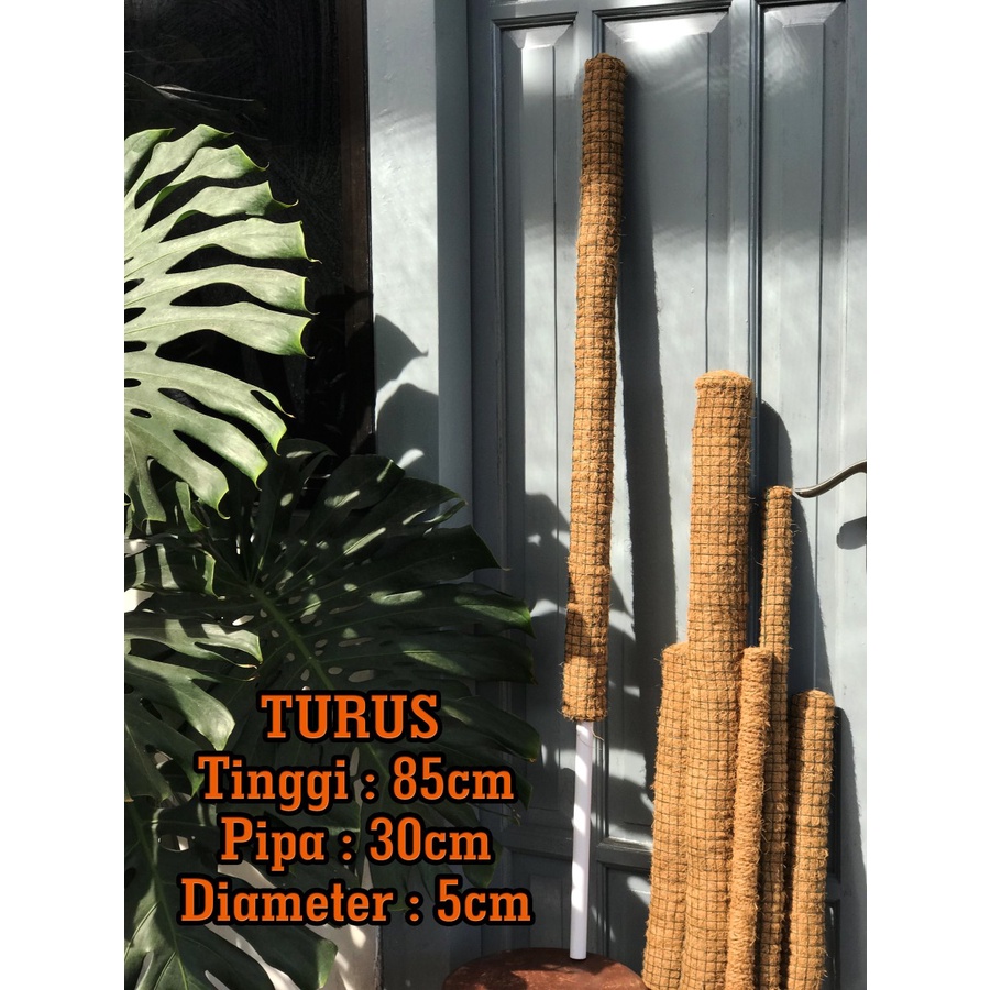 Turus Pipa Sabut Kelapa diameter 5cm tinggi 115cm