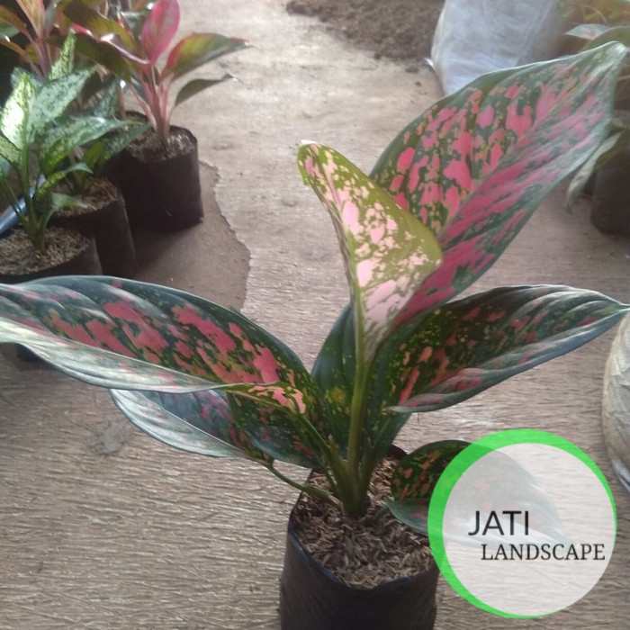 tanaman hias aglonema red venus aglaonema aglo