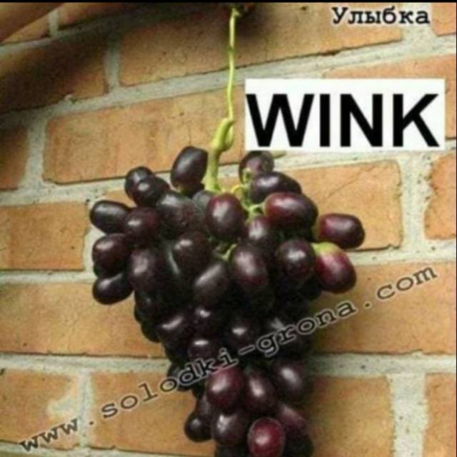 Bibit Anggur Import WINK Grafting original