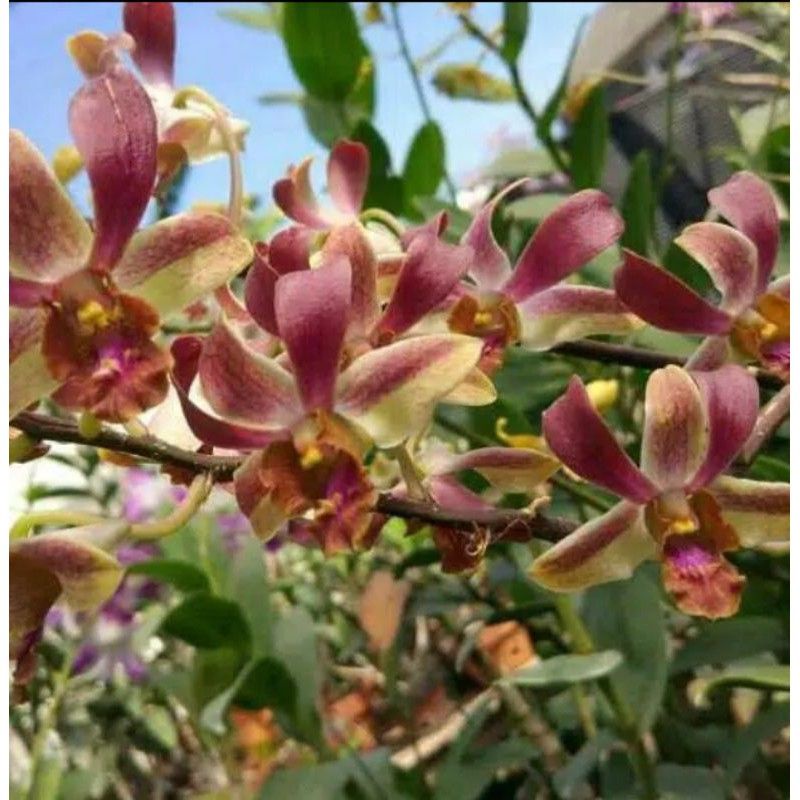 dendrobium mry dewasa rimbun
