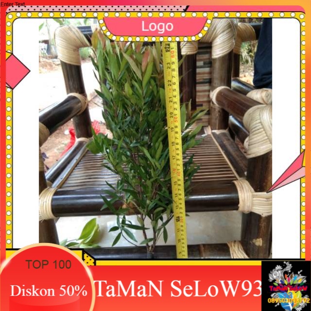 Pohon pucuk merah dari biji-tanaman hias pucuk merah