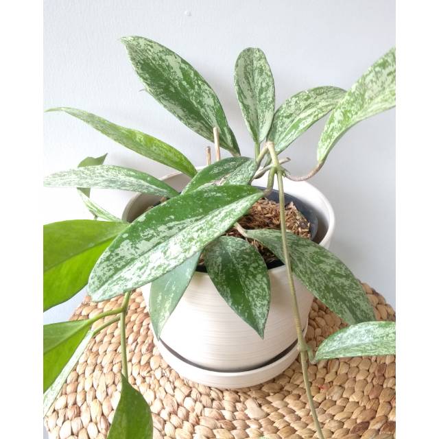 Hoya Pubicalyx Splash / Hoya Splash / Tanaman Hoya
