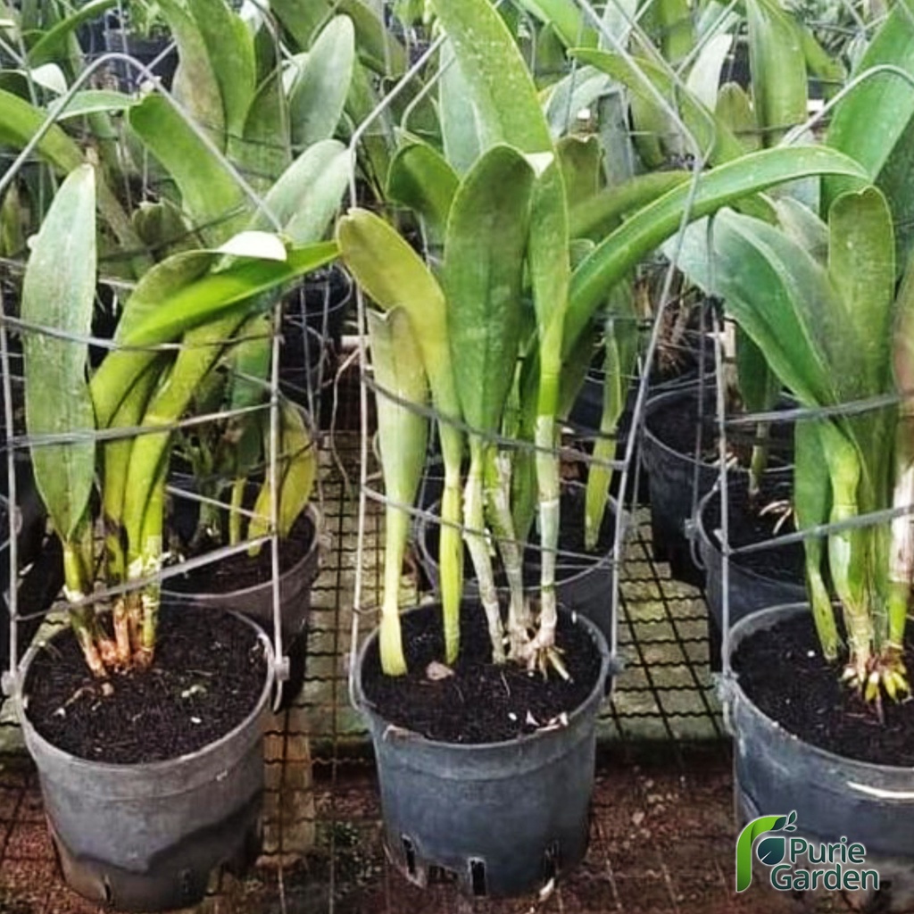 Kawat Pot Gantung 2 Kaki 30 cm Pot Anggrek Catleya Plastik Bulat PG SBY