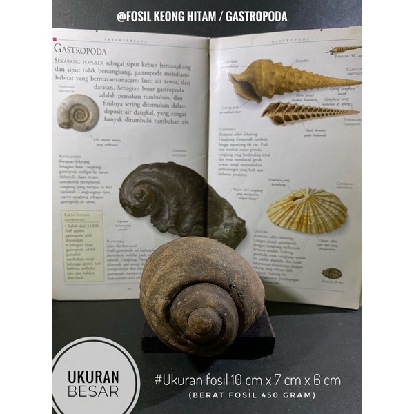 Fosil Keong Hitam B81 atau Fosil Gastropoda atau Fosil Kerang atau Fosil Kol atau Fosil Hewan Purba