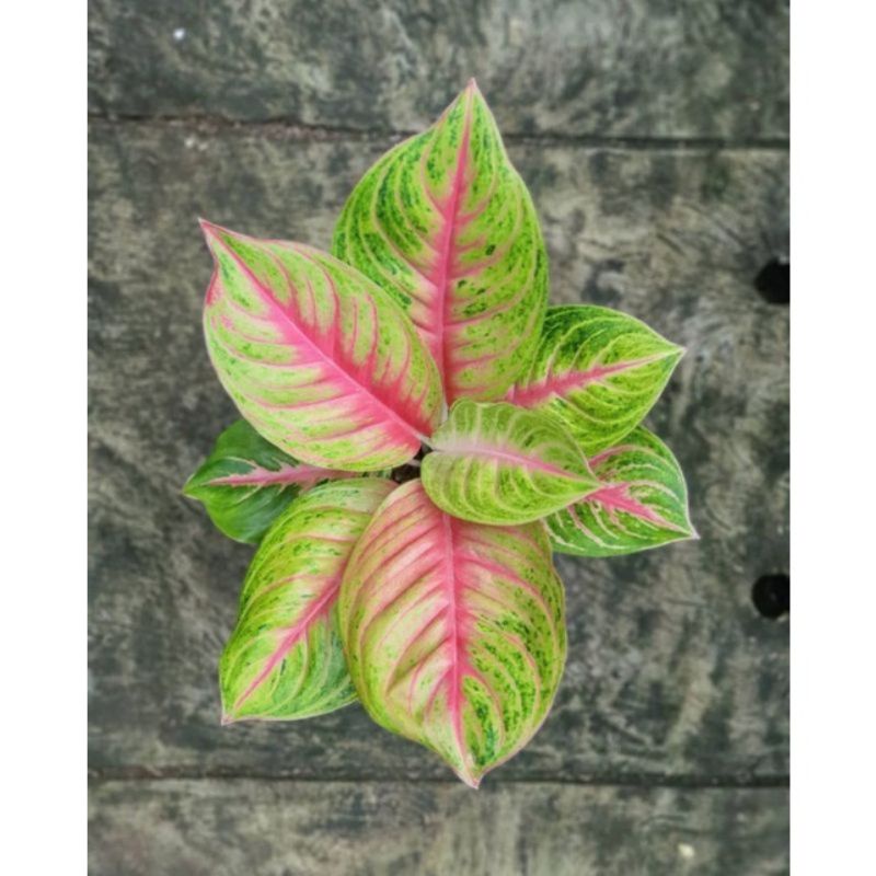 tanaman hias aglonema andini dewasa