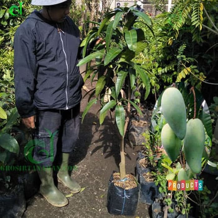 Bibit Tanaman mangga kiojay