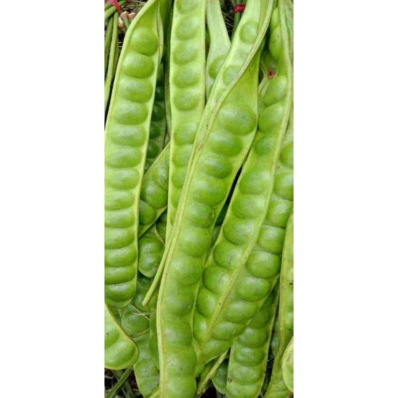 

pete tua super sortiran (10 papan 100.000)