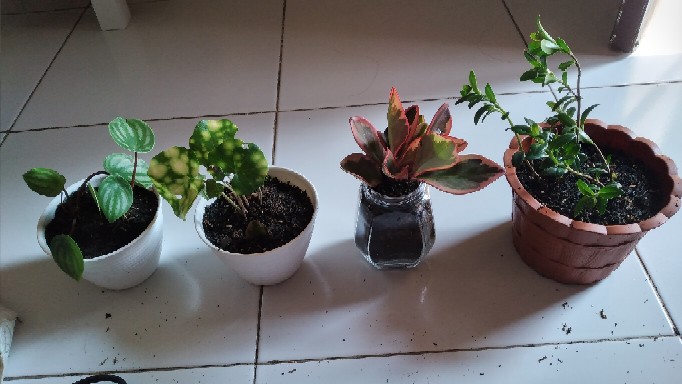 Tanaman Peperomia Semangka