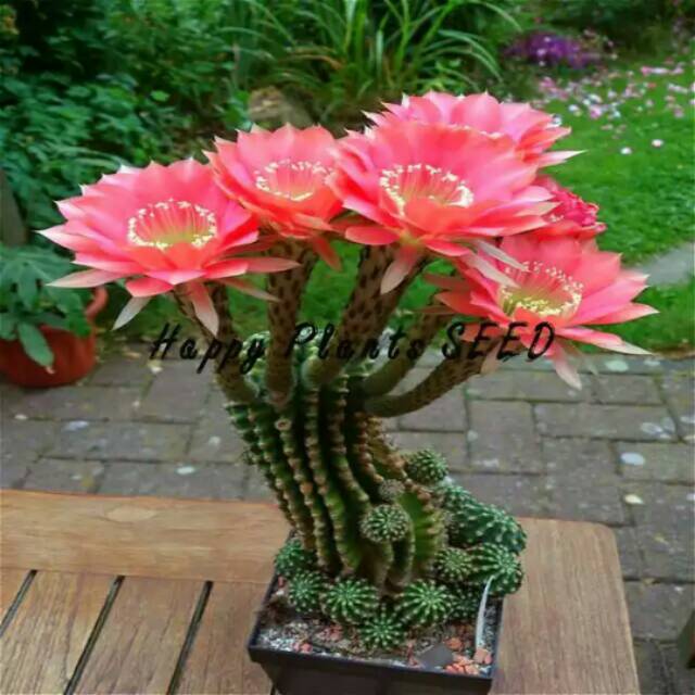 Biji Benih Tanaman Kaktus Echinopsis Import