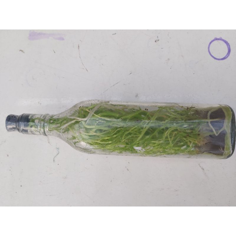 bibit botol whiskey anggrek grama