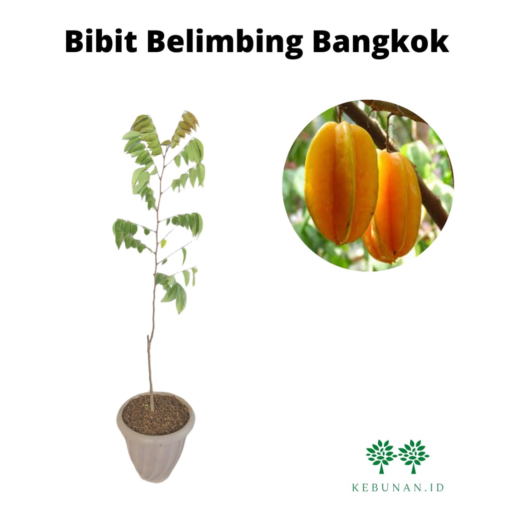 Bibit Belimbing Bangkok Merah Manis Jumbo/Bibit Belimbing Manis/Bibit Belimbing Bangkok