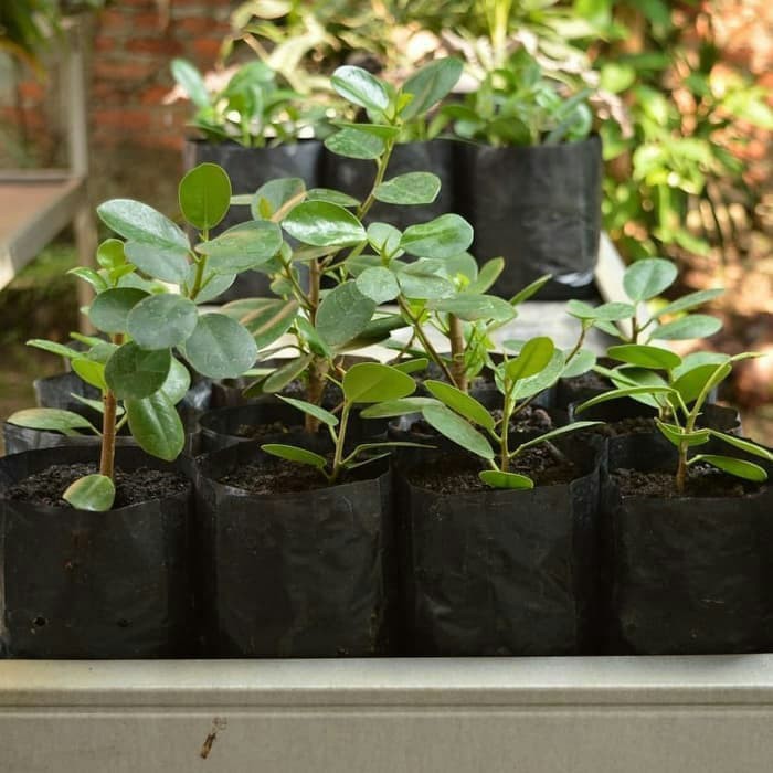 jual Bibit Tanaman Bonsai Beringin Korea - Beringin Dolar