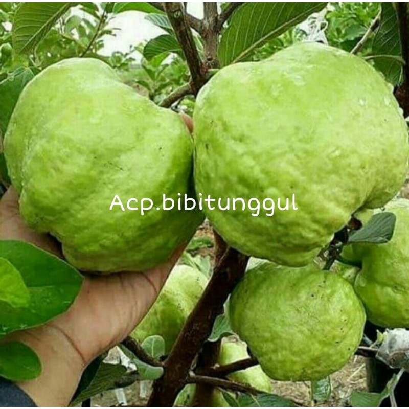 Bibit Jambu Biji Bangkok Super Jumbo