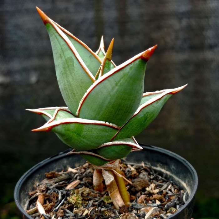 sansevieria pinguicula