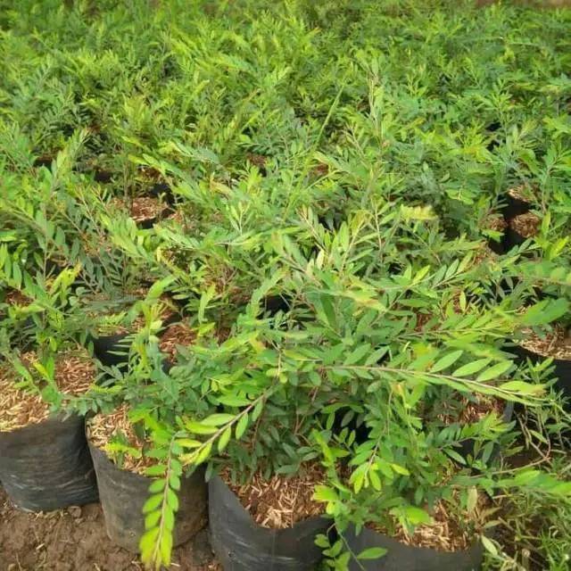 Tanaman hias cendrawasih -bibit tanaman cendrawasih