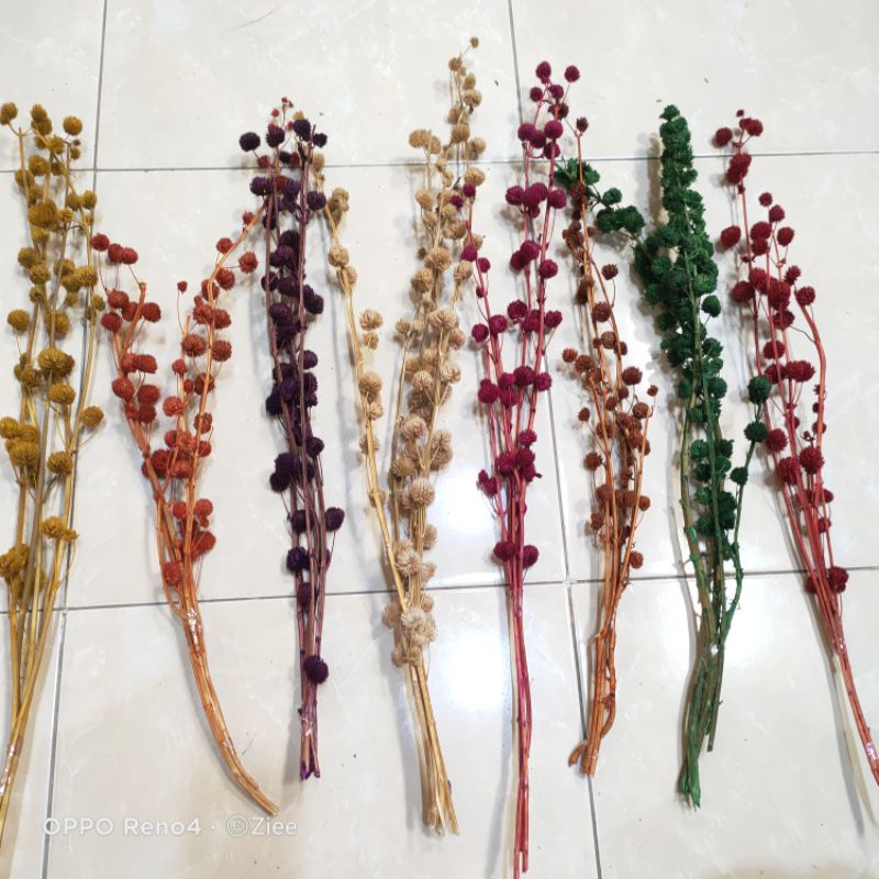 bunga pompom kering