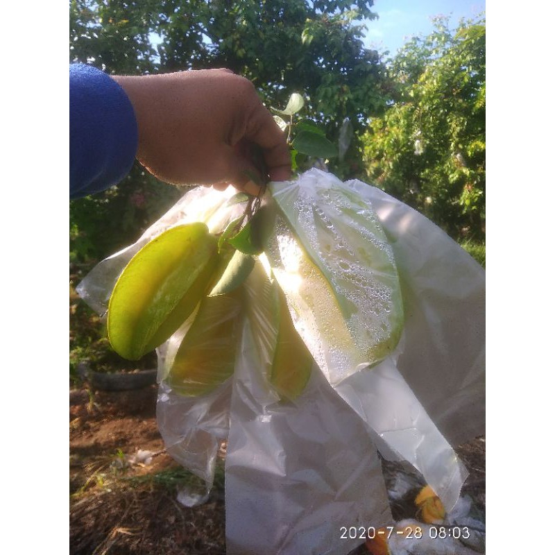 

blimbing madu khas kebumen